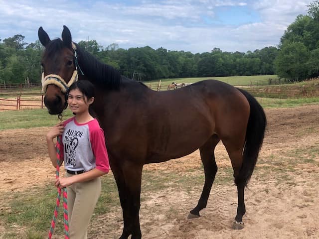 Horse sold mare